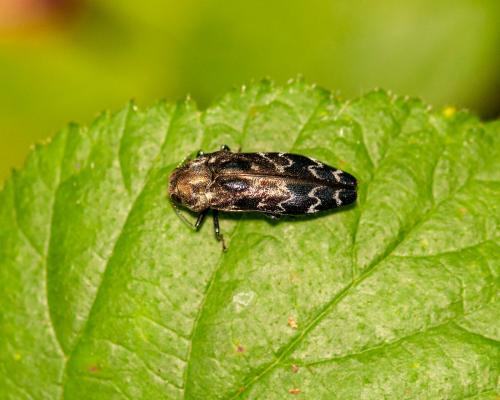 Coraebus undatus